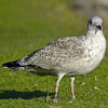 2cy argentatus in October, ringed in Norway. (118370 bytes)